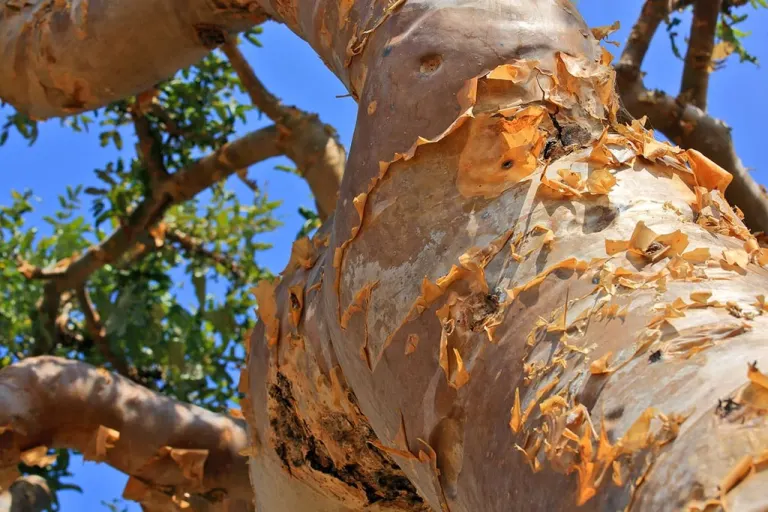 Boswellia serrata