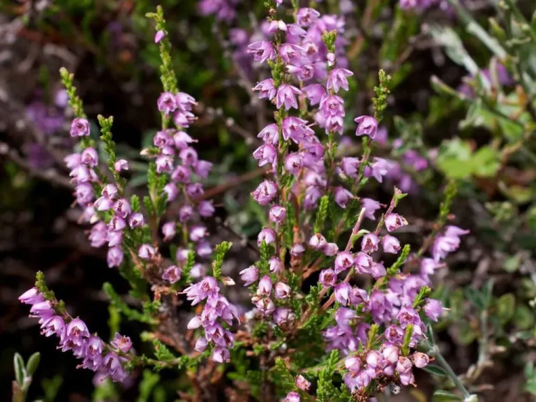 Ericaceae: brugo, calluna vulgaris