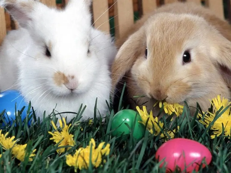 buona pasqua