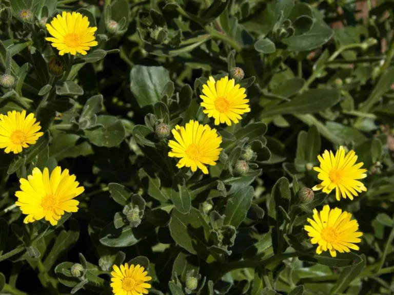 calendula maritima