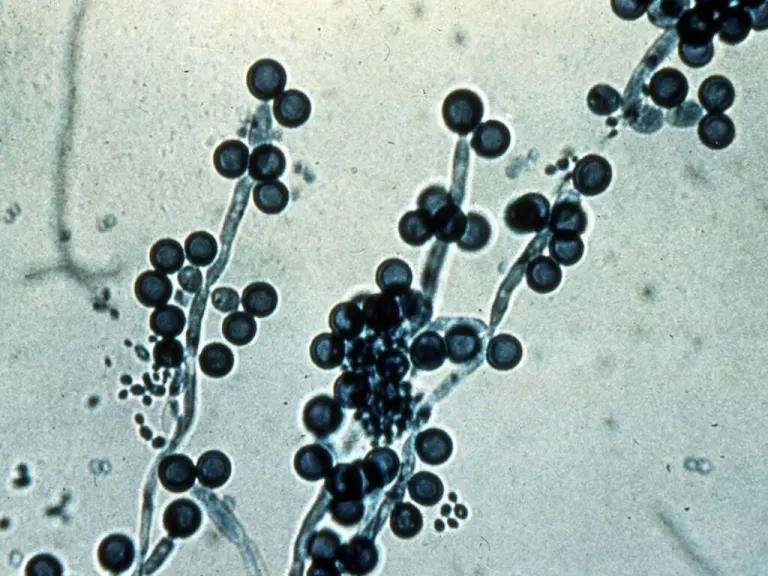candida albicans