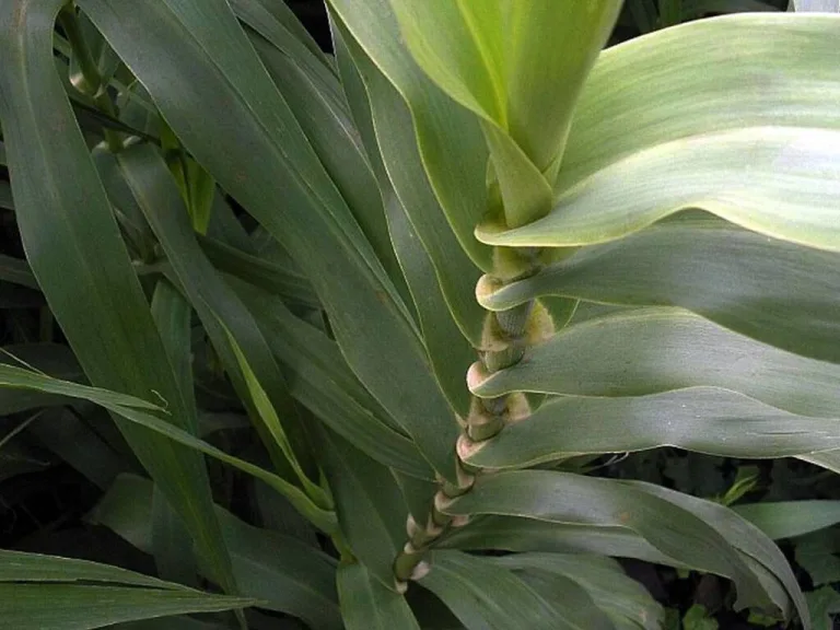 Canna di Provenza