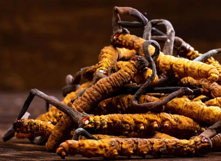 Cordyceps sinensis