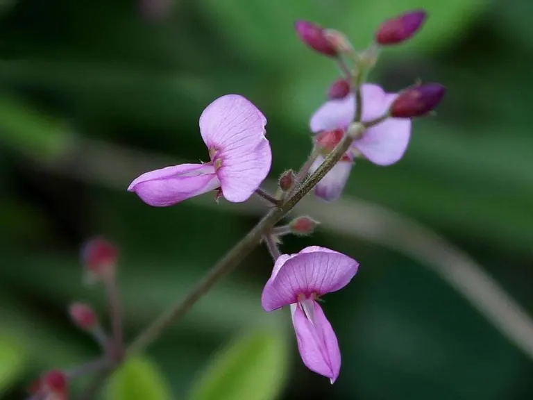 Desmodium ascendens