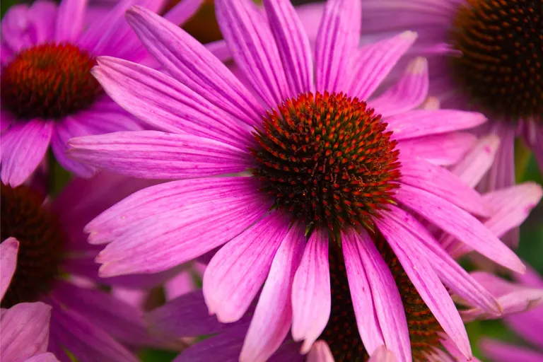 Pianta di Echinacea purpurea in fiore, utile per rafforzare le difese immunitarie