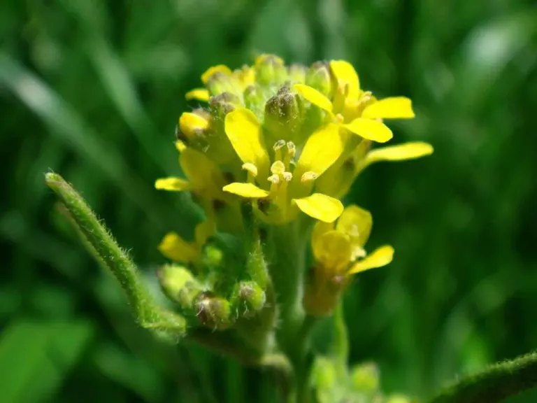 erisimo: sisybrium officinale
