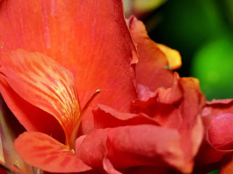 essende di fiori del Bush Australiano