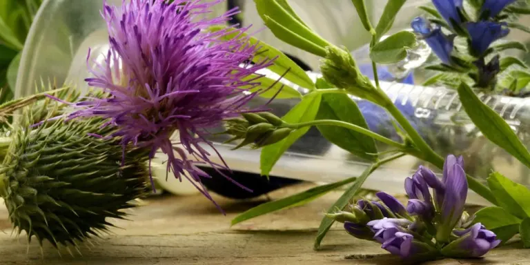 Fitoterapia: ieri, oggi, domani