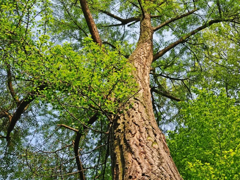 ginkgo biloba