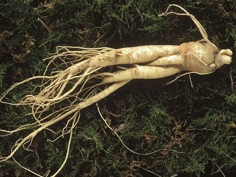 Ginseng: come acquistarlo