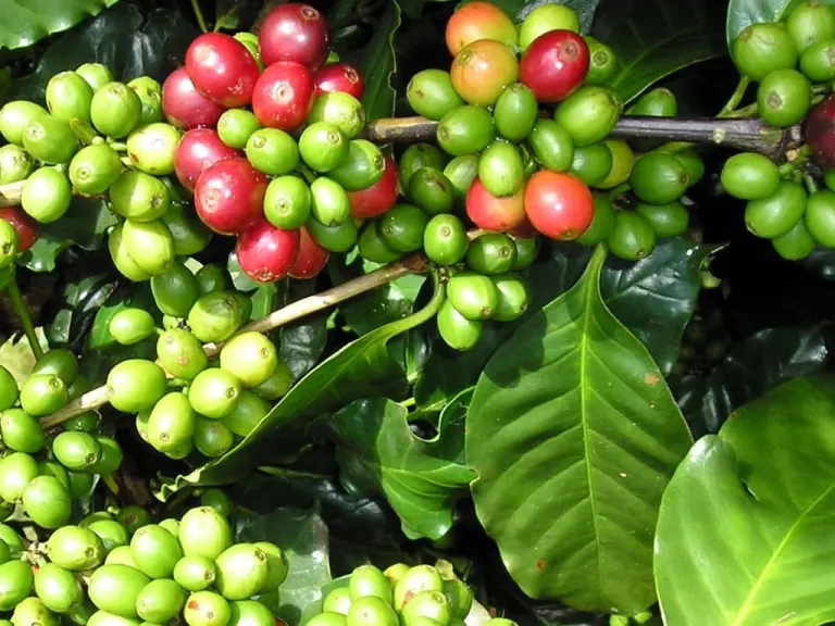 Griffonia e serotonina