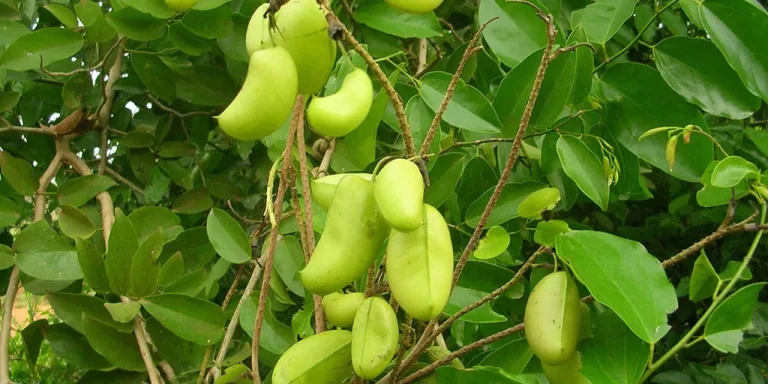 Serotonina e griffonia