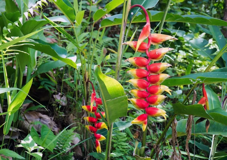 Griffonia simplicifolia
