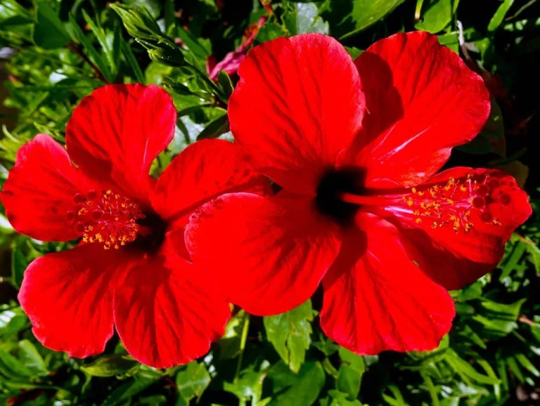 Ibisco con meravigliosi fiori rossi