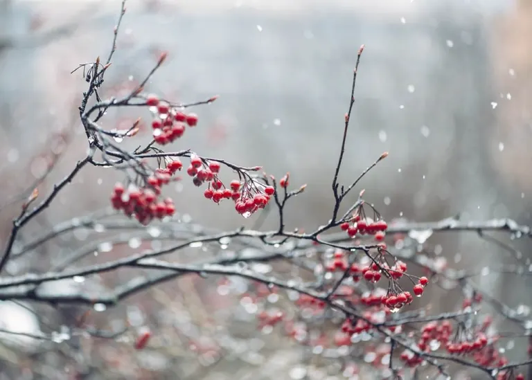inverno