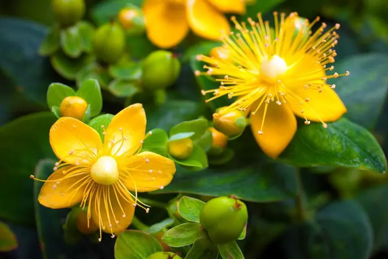 Fiori di iperico