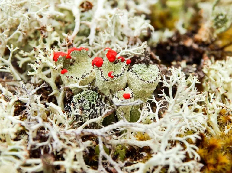 Licheni di diverse specie