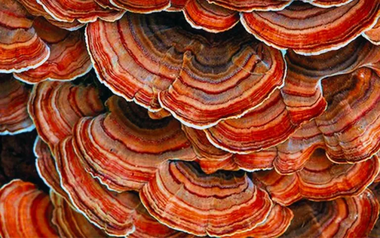 Micoterapia: i funghi curativi
