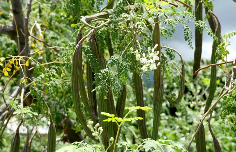 Moringa: i frutti maturi