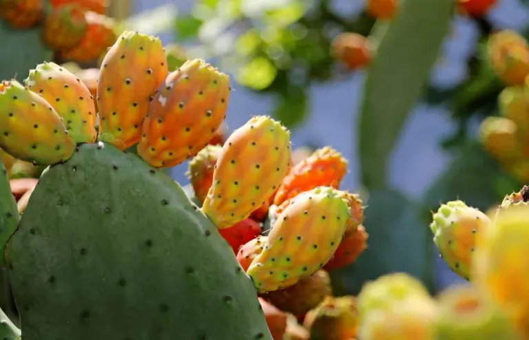 Nopal