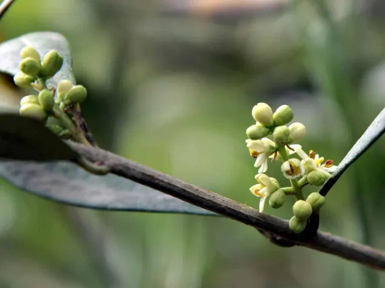 olivo germogli