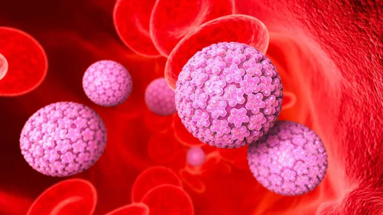 Papillomavirus: cellule