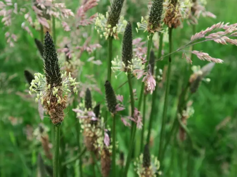 Piantaggine lanceolata