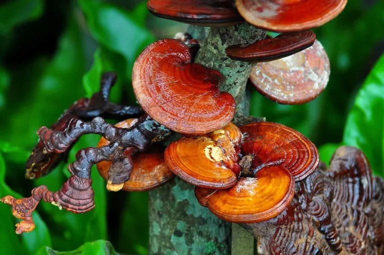 Reishi: Ganoderma lucidum