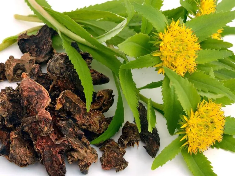 Rhodiola radice d'oro