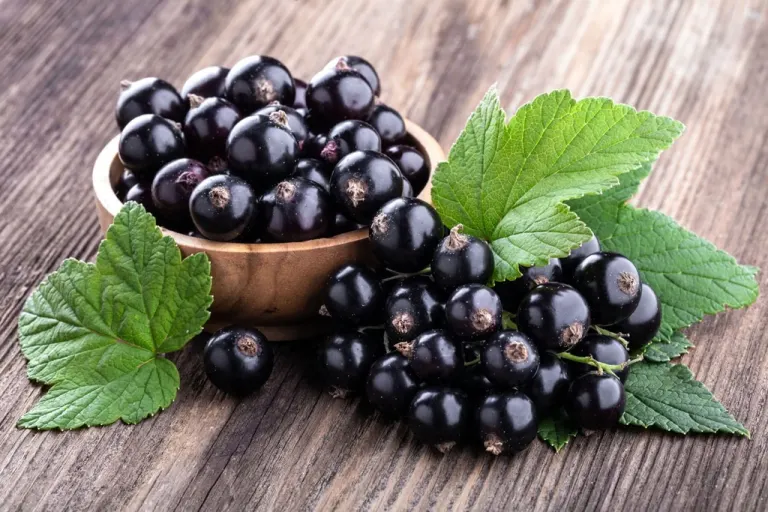 Il ribes nero dalle mille virtù