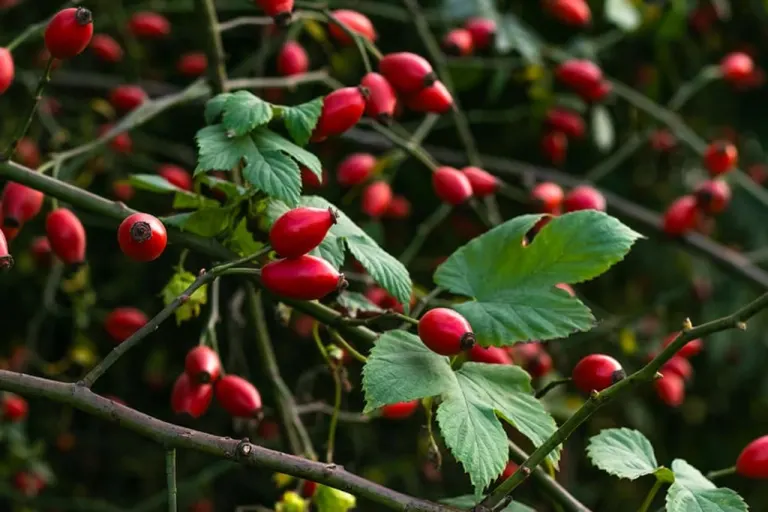 Rosa canina con cinòrrodi maturi