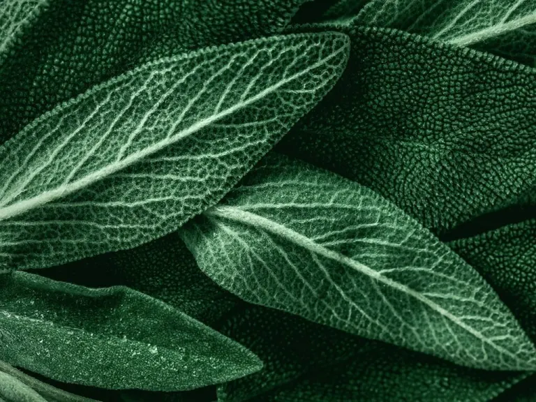 Salvia proprietà e ricette