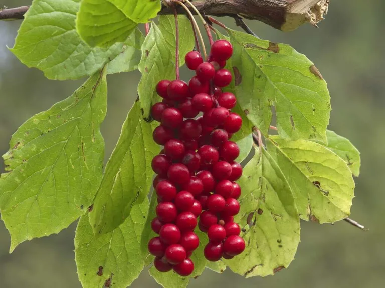 Schisandra pianta adattogena dalla Cina