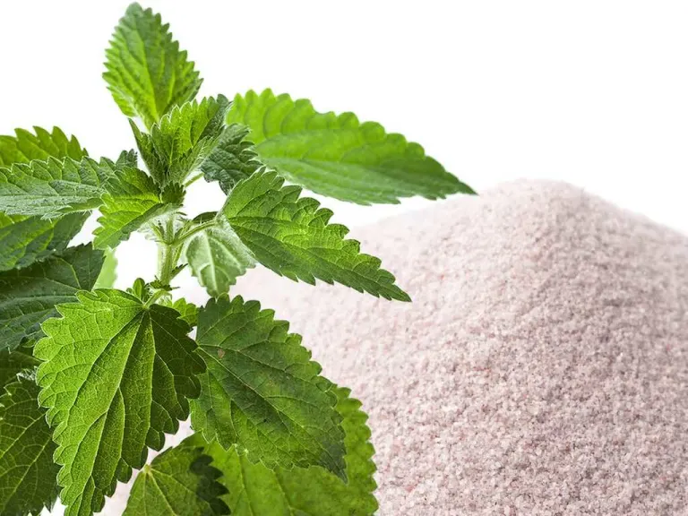Silicio organico VS silicio colloidale