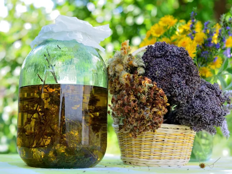 Solstizio d'estate: alchimia delle piante e del sole