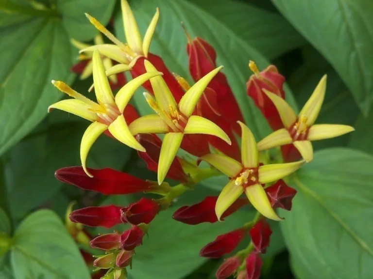 spigelia