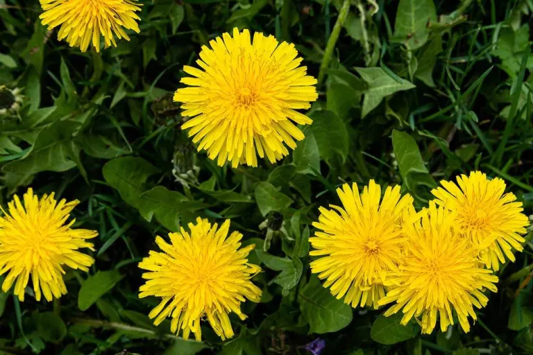 Fiori di tarassaco
