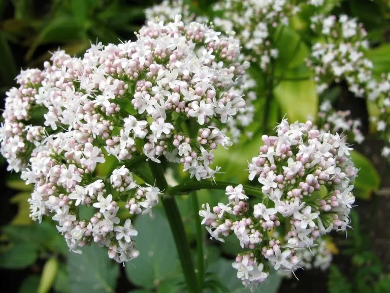 Valeriana - Valeriana officinalis