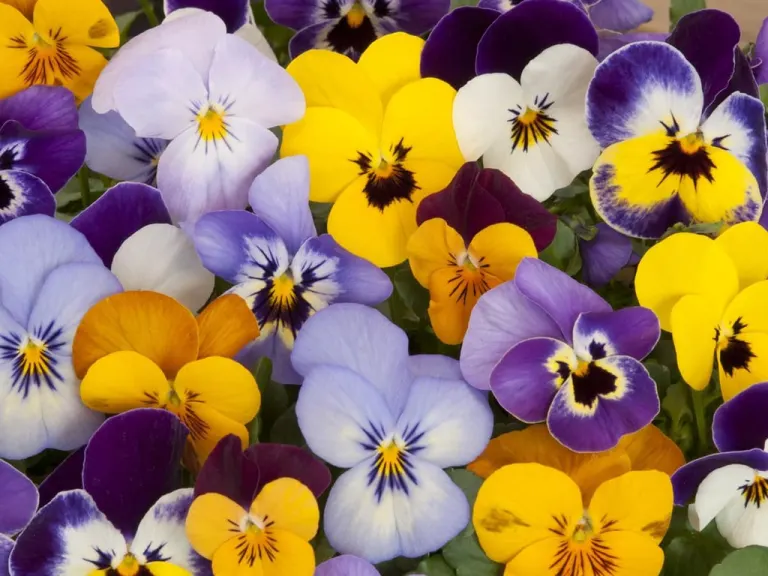 Viola del pensiero