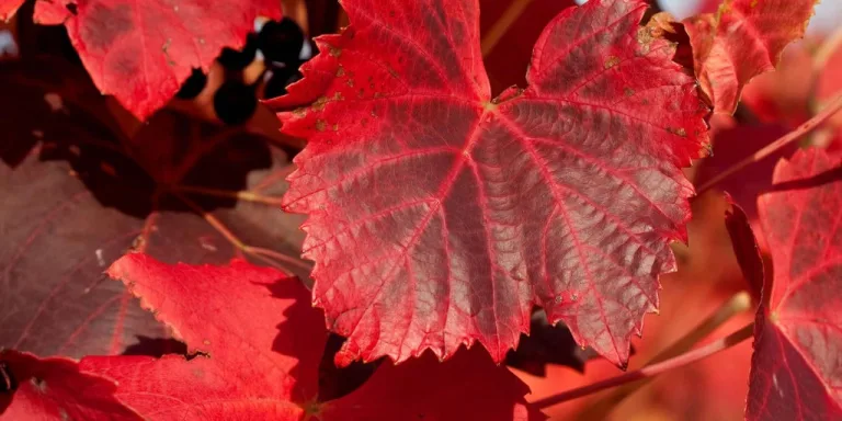 In vena per l'estate con la vite rossa