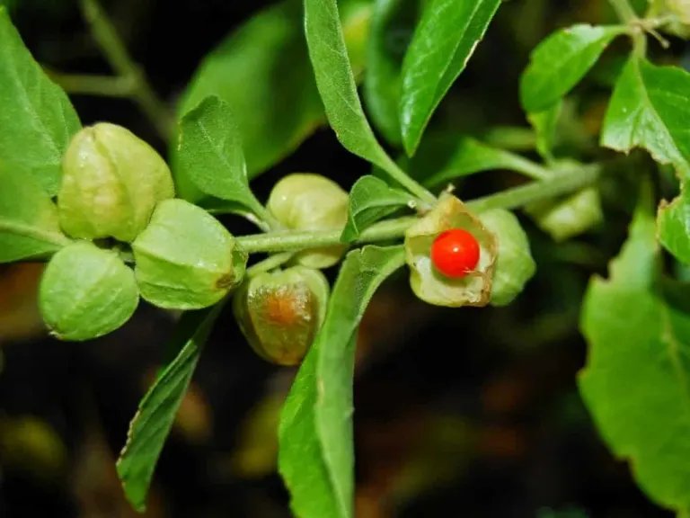 Withania somnifera: l’Ashwagandha o Ginseng indiano