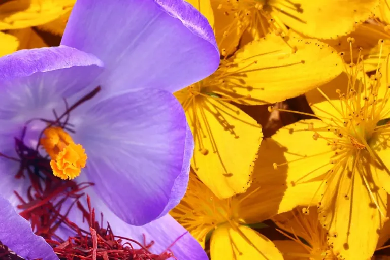 Fiori di zafferano e di iperico