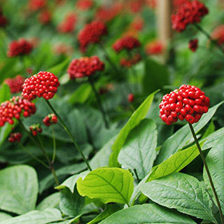 foodenzymes4