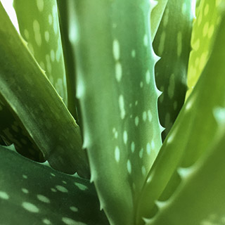 healthyman1