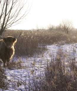 Tiengemeten winter