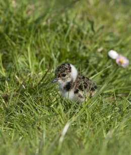 Kievitsjong in de Velperwaarden