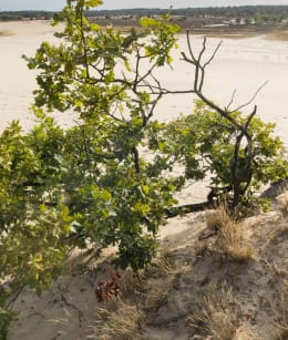 De Loonse en Drunense Duinen