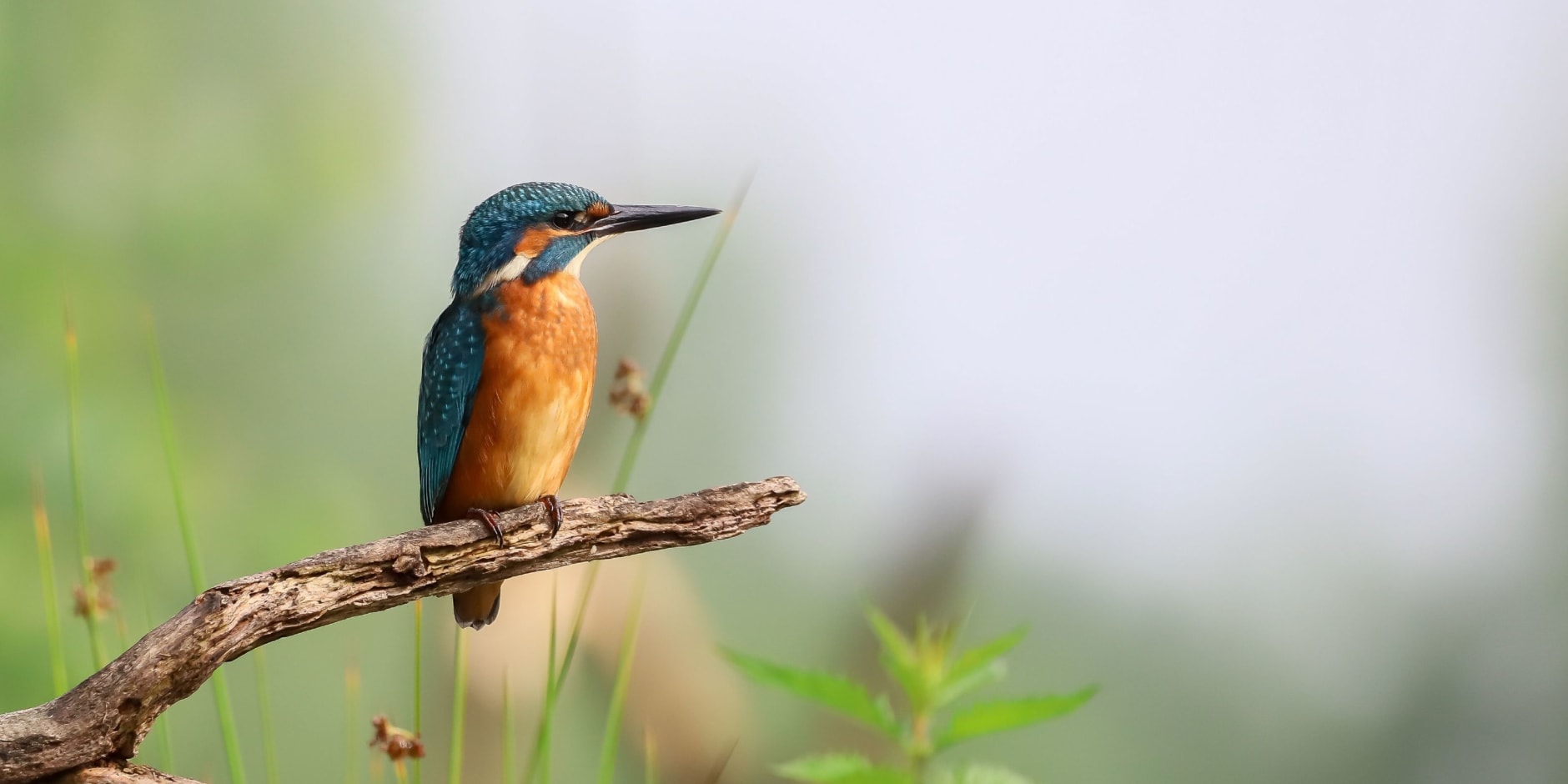 Ijsvogel op een tak