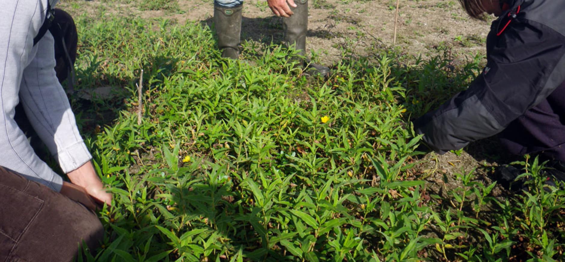 Update bestrijding kleine waterteunisbloem