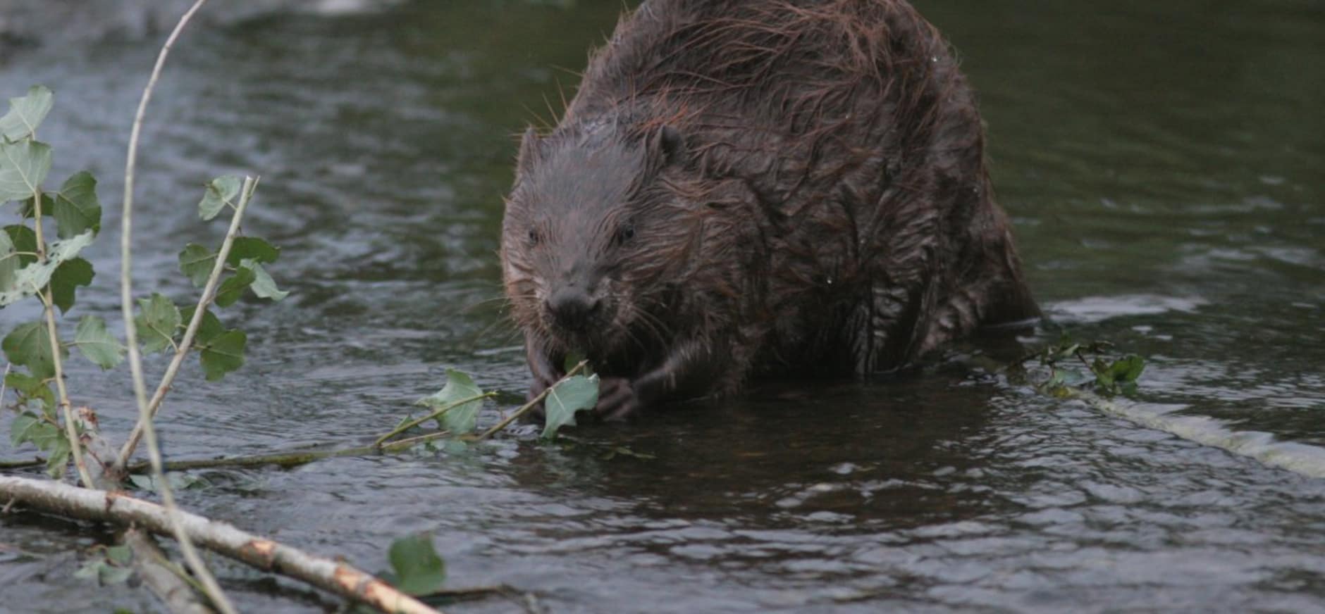 Nationaal Park Biesbosch-Haringvliet genomineerd Mooiste Natuurgebied van Nederland